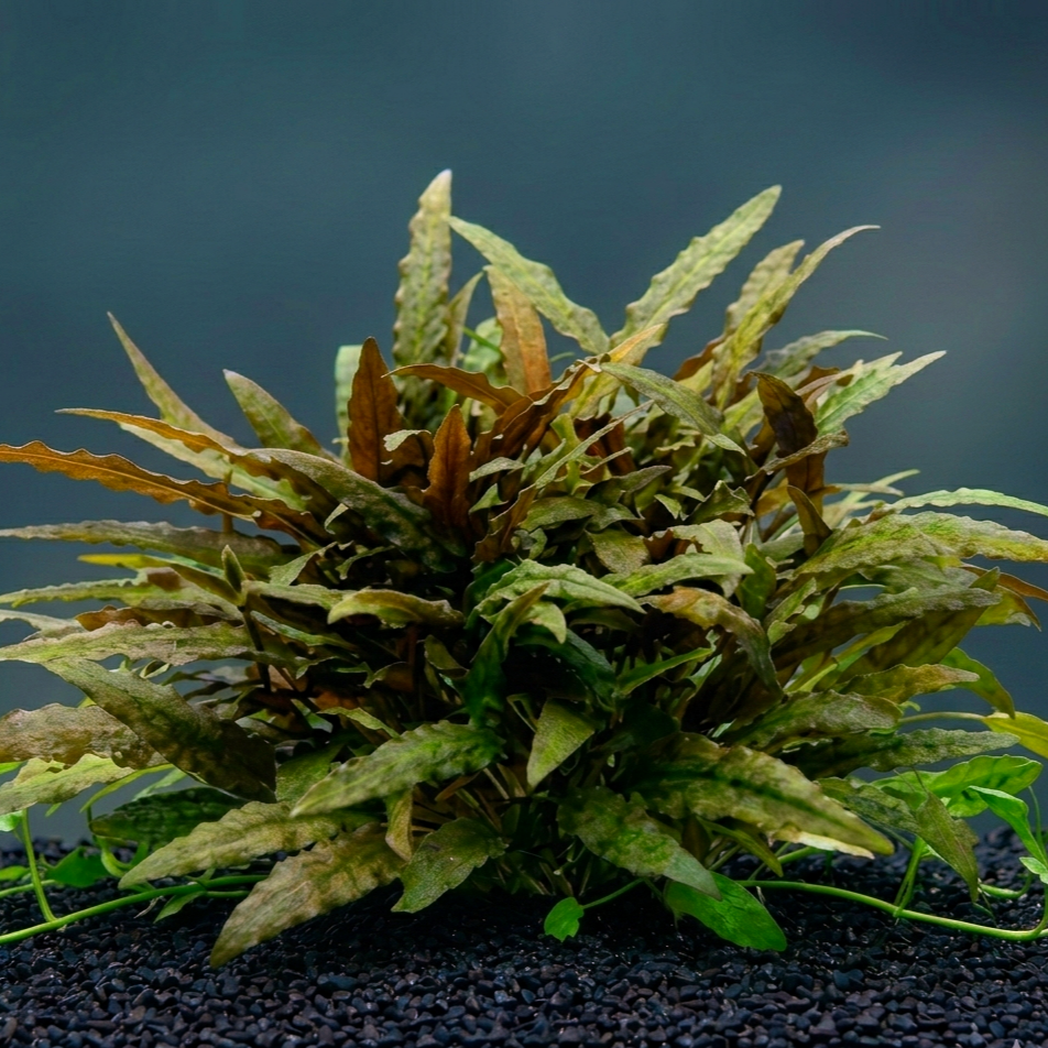 Cryptocoryne wendtii 'Kompakt' / Dennerle-Plants
