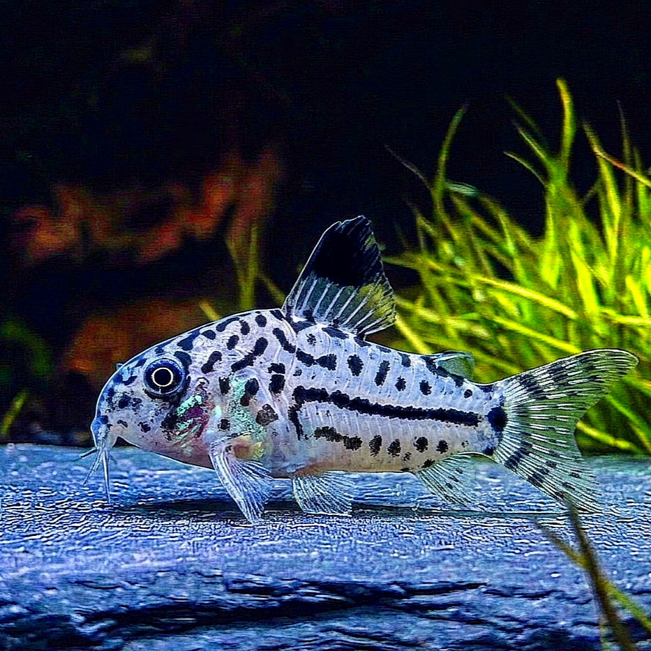 Corydoras Hoplisoma - Juli Panzerwels