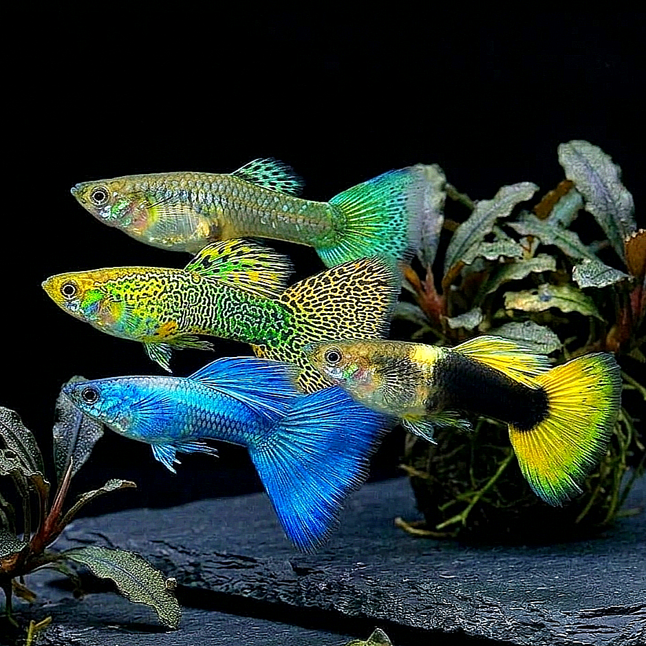 Hochzucht Guppy - Wundertüte MIX