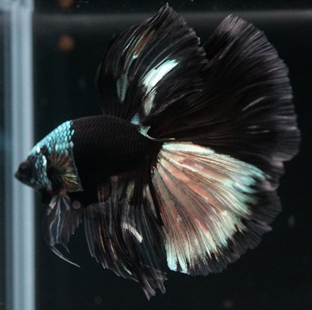 Betta splendens – Halfmoon Black Devil 🐠🖤