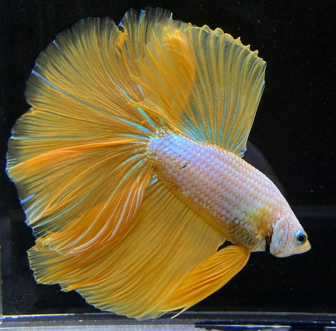 Betta splendens "Halfmoon Fancy Yellow" – Farbenfroher Kampffisch mit spektakulärer Musterung