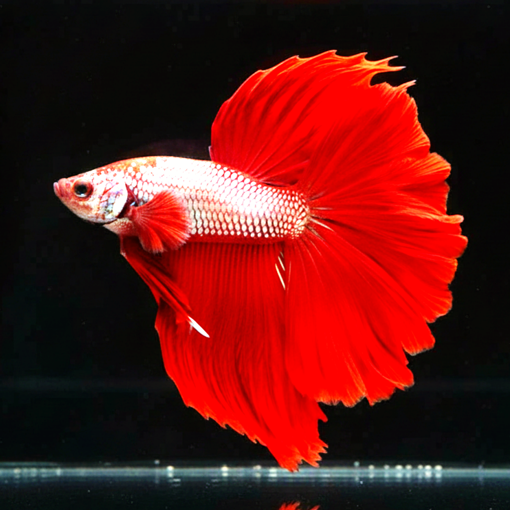 Betta splendens "Halfmoon Fancy Red" – Farbenfroher Kampffisch mit spektakulärer Musterung