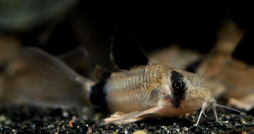 Panda Longfin Panzerwels - Corydoras panda Longfin aus Liebevoller Zucht