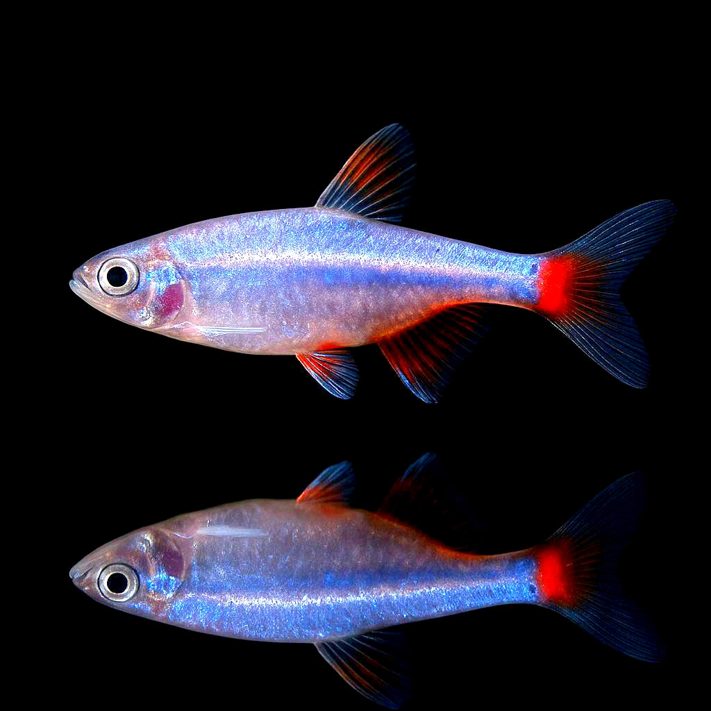 Aphyocharax anisitsi - Rotflossensalmler