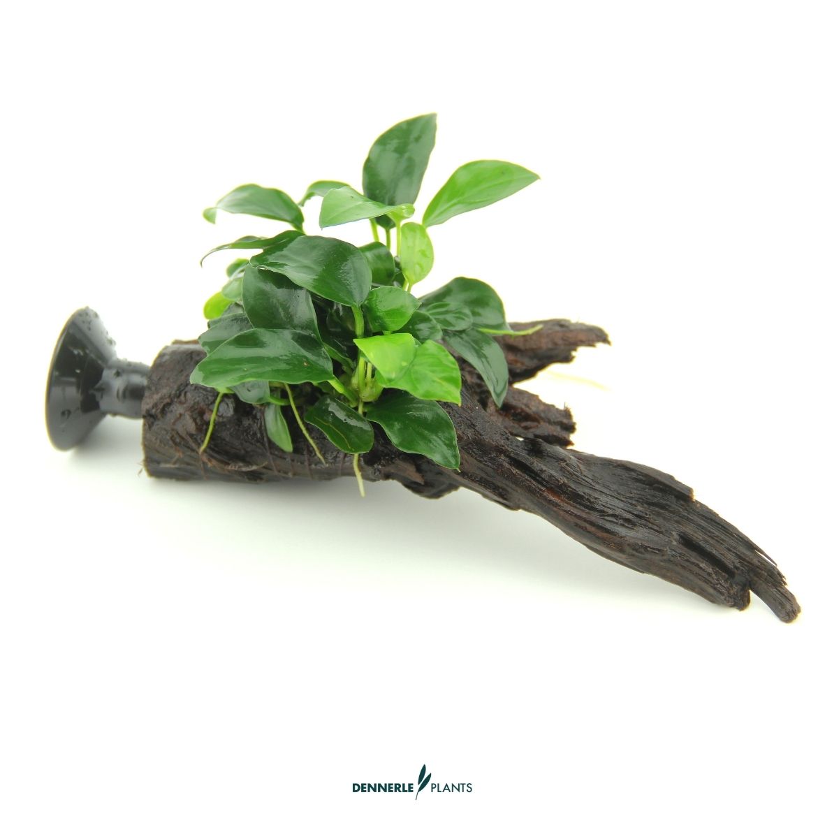 Anubias nana 'Bonsai' auf Nanowood  / Dennerle-Plants