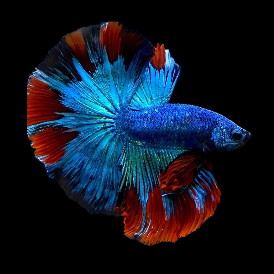 Betta splendens "Halfmoon Fancy Blue" – Farbenfroher Kampffisch mit spektakulärer Musterung