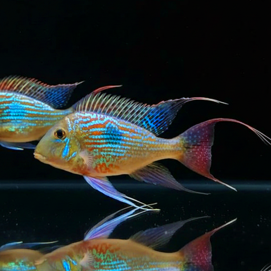 Svens Erdfresser – Geophagus sveni „Rio Paraná“