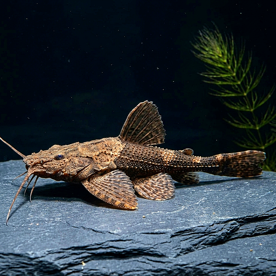Bratpfannenwels  

Bunocephalus coracoideus