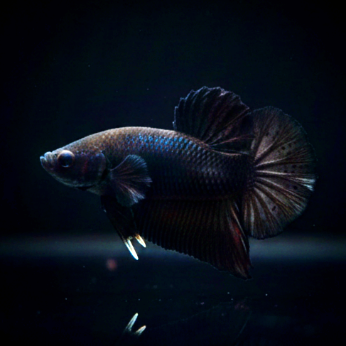 Kampffisch Betta splendens – Plakat Black
