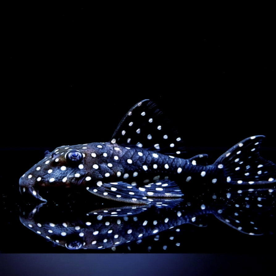 L201 - Orinoco-Engelsharnischwels - Hypancistrus sp. ca 5-8 cm