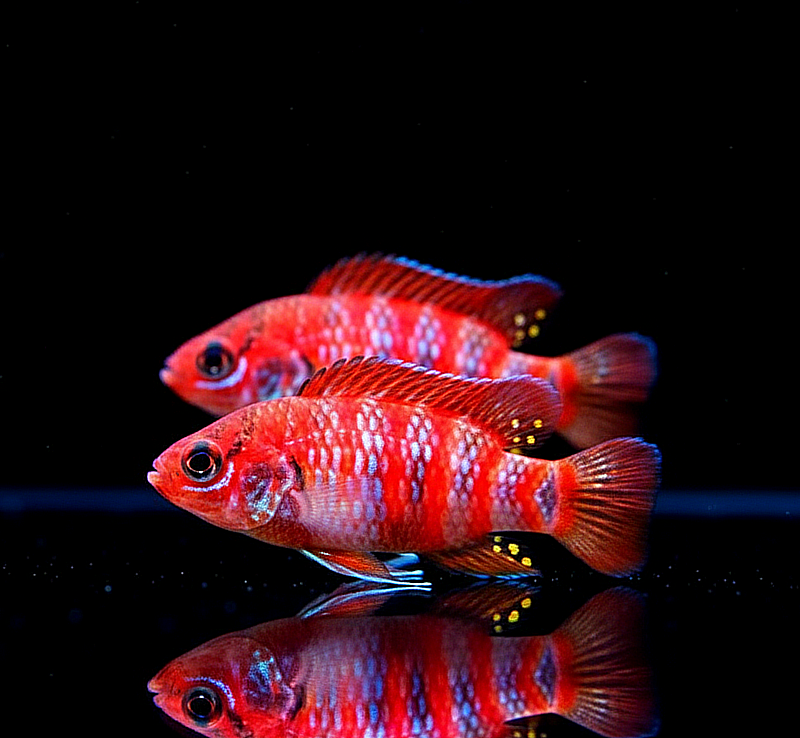 Dario dario – Scharlachroter Zwergblaubarsch