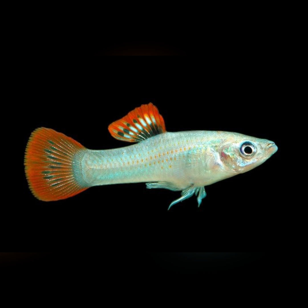 Liberty Molly – Poecilia salvatoris 🐟