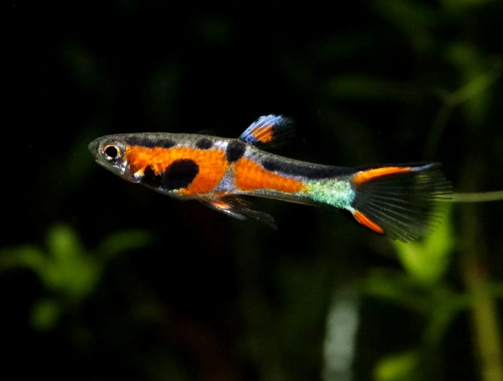 Endler Guppy - Naturform Guppys aus Liebevoller Zucht