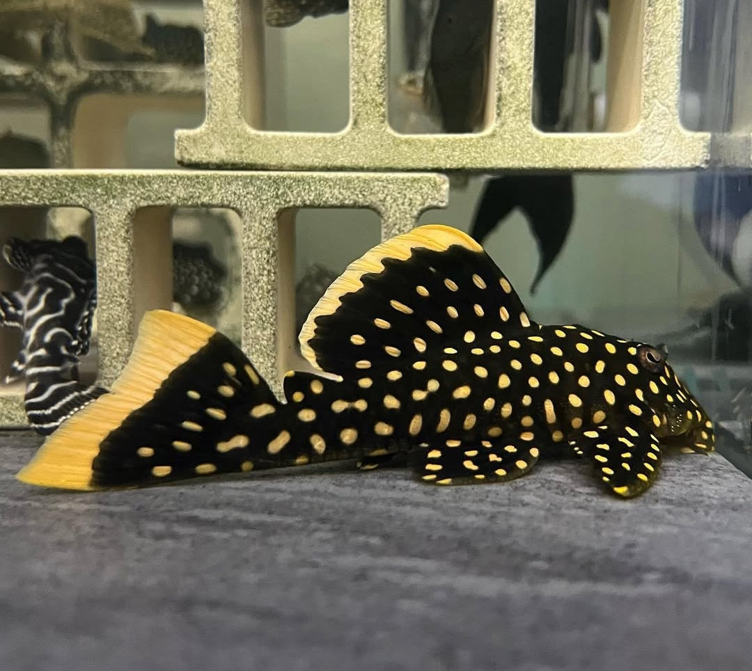 Gelbsaumwels L177 – Baryancistrus xanthellus 'L177' 🟡🐟  ca. 8-12 cm