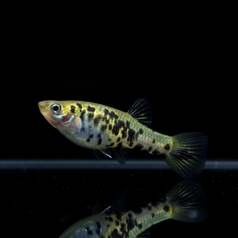 Augenfleckkärpfling – Poecilia vivipara 👁️🐟