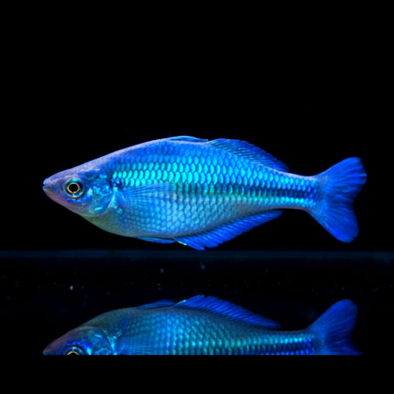 Blauer Regenbogenfisch – Melanotaenia lacustris 🌊🐟