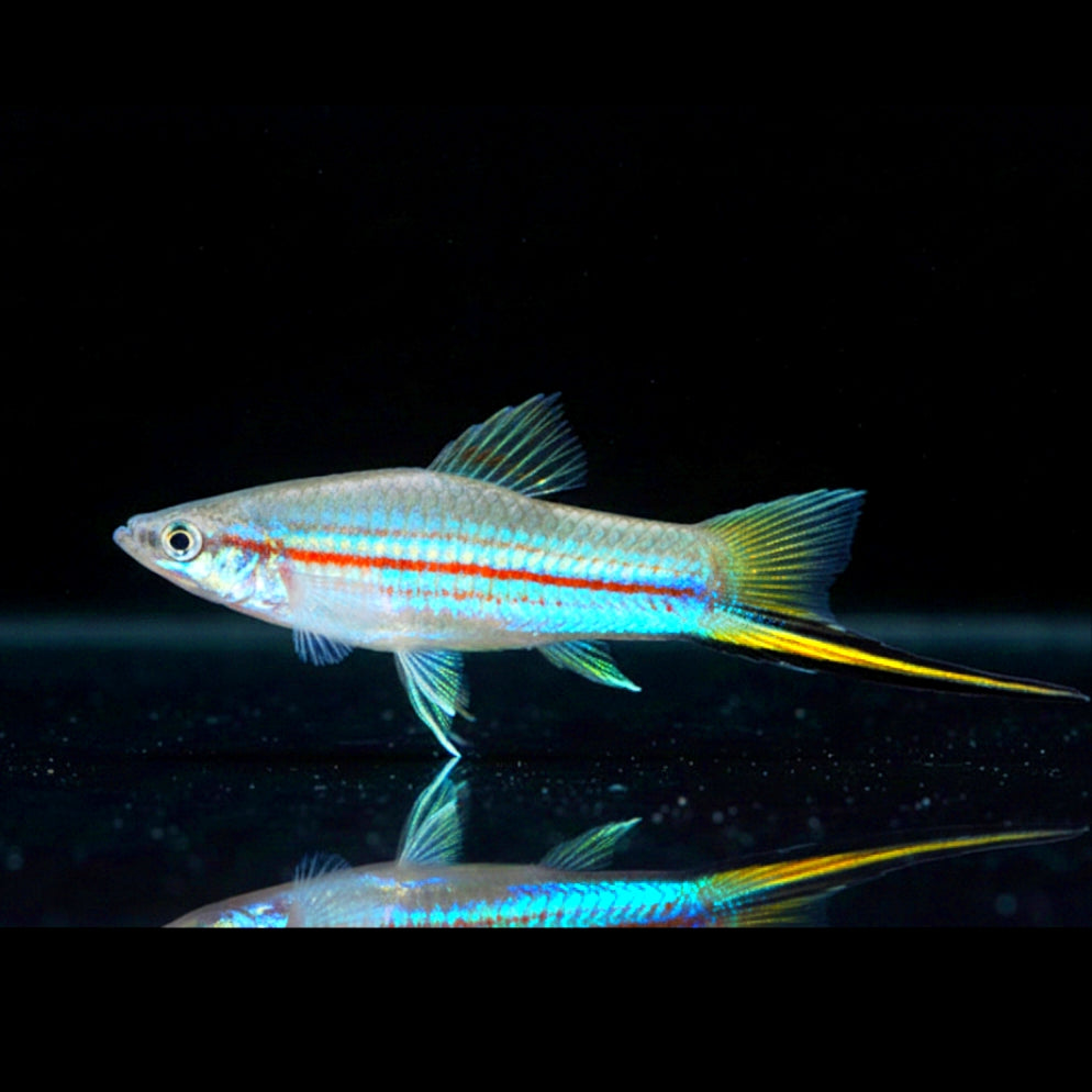 Schwertträger Grün – Seltene Farbvariante mit natürlicher Eleganz