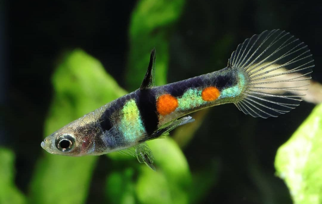 Poecilia wingei „El Tigre“ – Wildform 🐠🌿