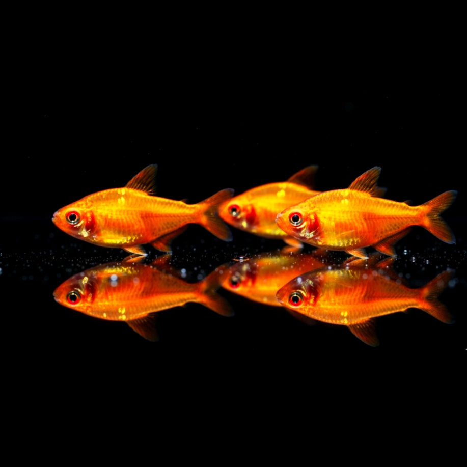 Orangensalmler - Hyphessobrycon pulchripinnis "Orange" 🇧🇴🍊