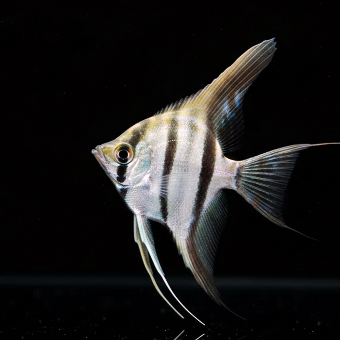 Skalare Dantum ~  aus Liebevoller Zucht !