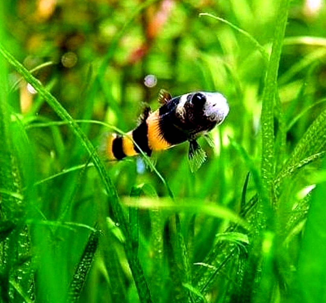 Goldringelgrundel - Brachygobius doriae