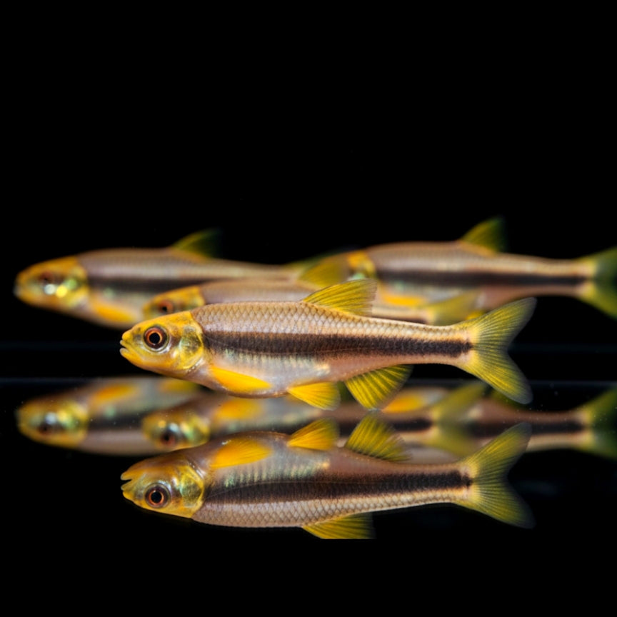 Weißflossenelritze – Notropis lutipinnis