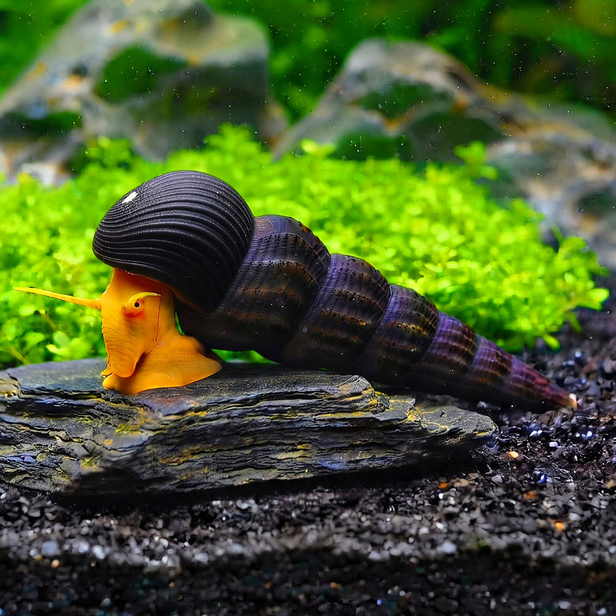 Tylomelania Orange - 🧡Felsenschnecke 5-8 cm groß