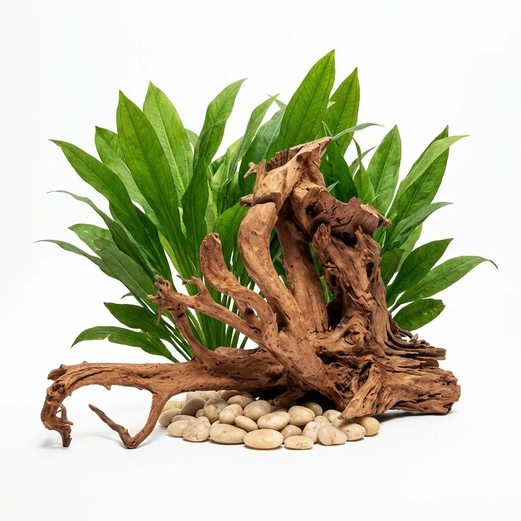 Mangrove XL gestrahlt – Majestätisches Hardscape für dein Aquarium 🌿 - AS+ AquaTimo