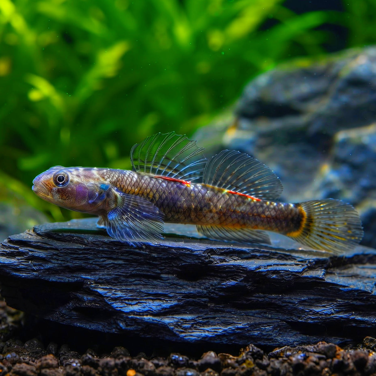 Neonblaustreifen-Algengrundel (Stiphodon atropurpureus)