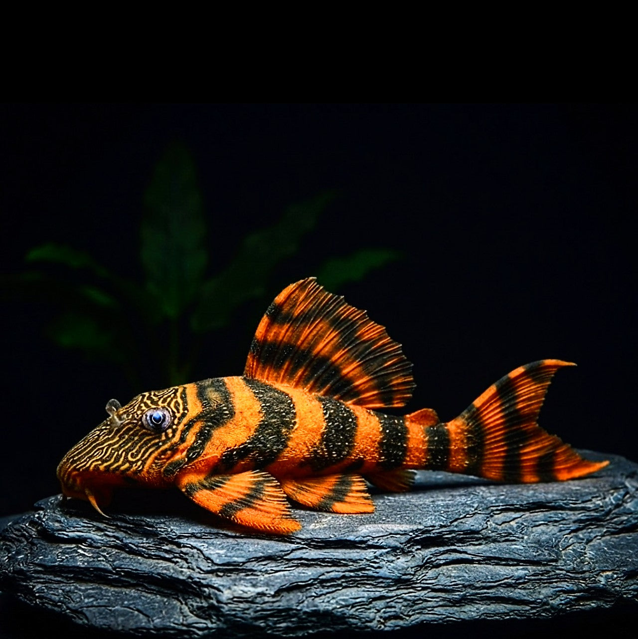 Alenquer Tigerharnischwels (L 397 - Panaqolus spec.) AquaTimo