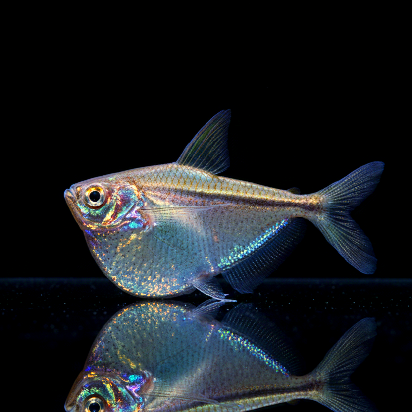 Silberbeilbauchsalmler – Gasteropelecus sternicla