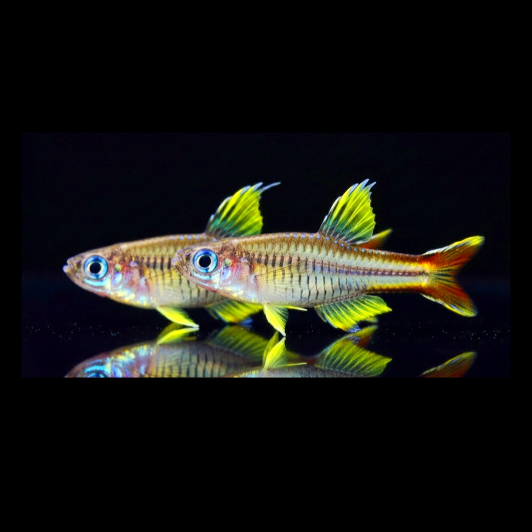 Timika-Blauauge  

Pseudomugil ivantsoffi 🌊✨