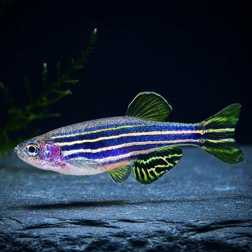 Zebrabärbling – Brachydanio rerio (Danio rerio) 🐟⚡ AquaTimo