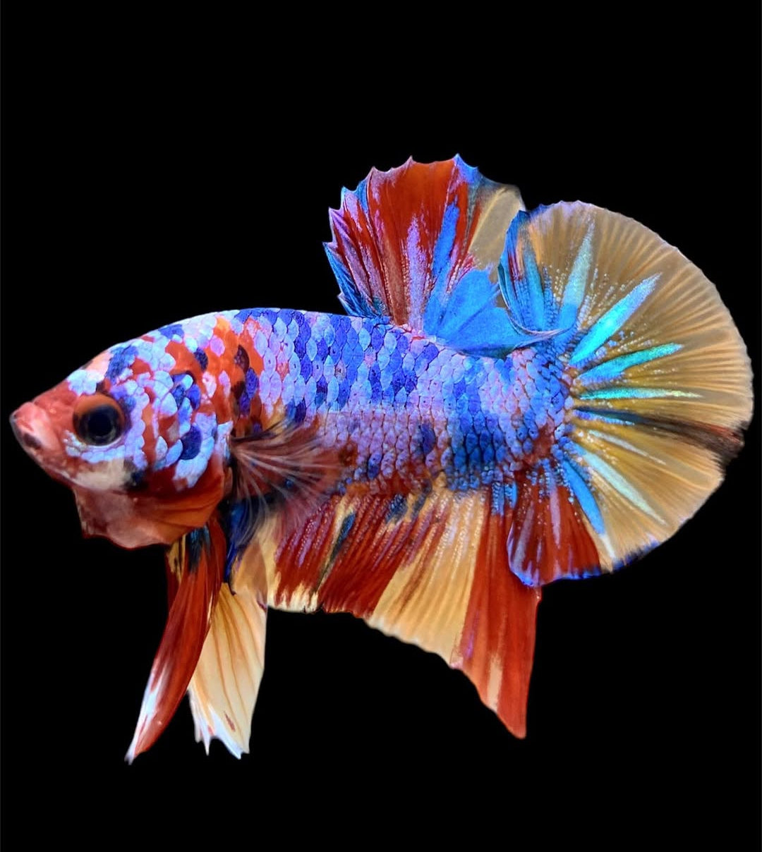 Betta splendens "Plakat Koi" – Farbstarker Koi-Kampffisch für dein Aquarium