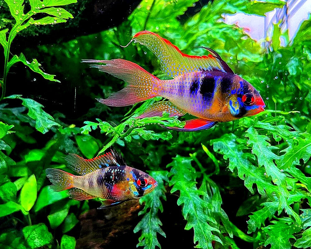 Schmetterlingsbuntbarsch "LongFin" – Microgeophagus ramirezi