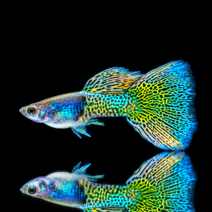 Hochzucht Guppy - Green Grass