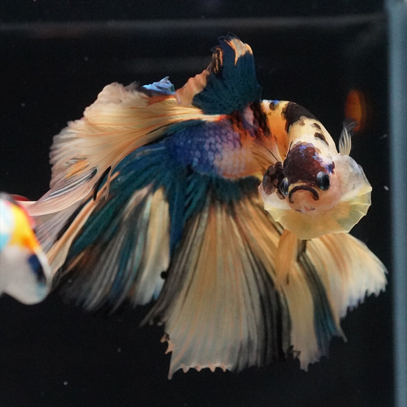 Betta splendens "Halfmoon Fancy Koi Nemo" – Farbenfroher Kampffisch mit spektakulärer Musterung