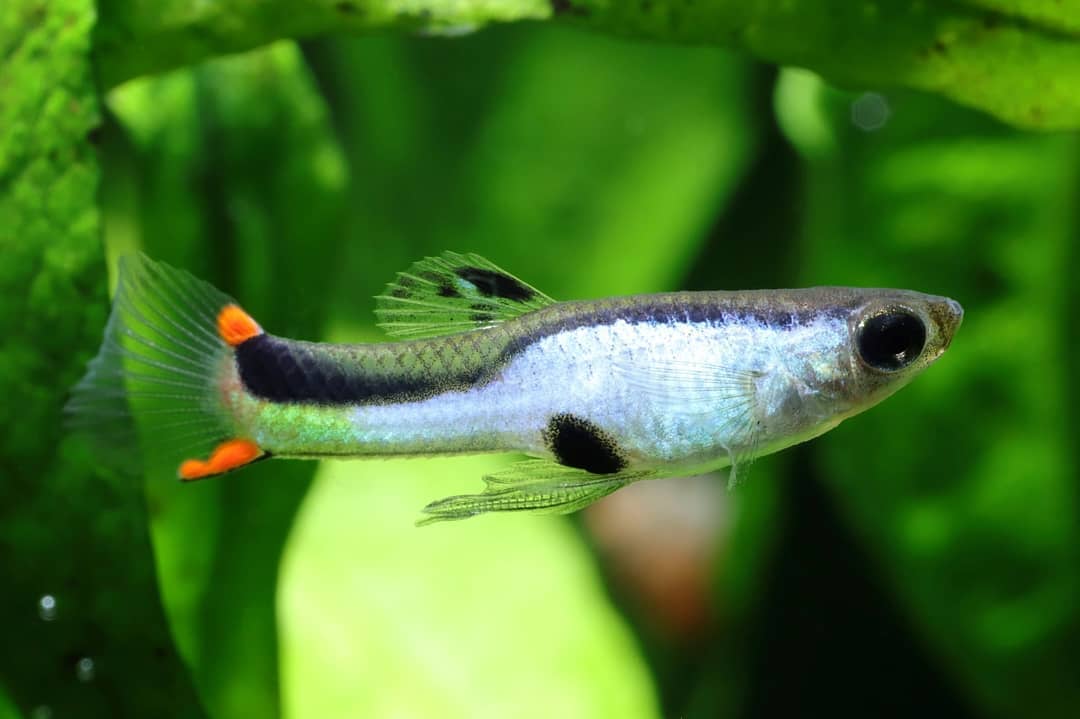 ✨ Guppy Wingei "Silverado" – Der glänzende Blickfang fürs Aquarium! ✨