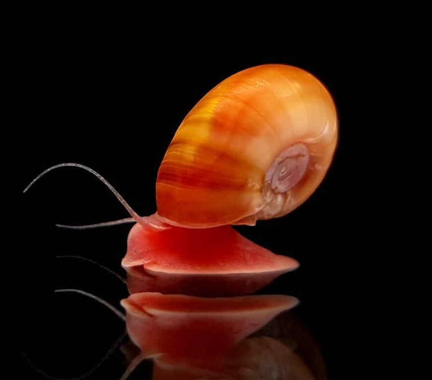 Posthorn Schnecke "Rot-Orange"   - PHS