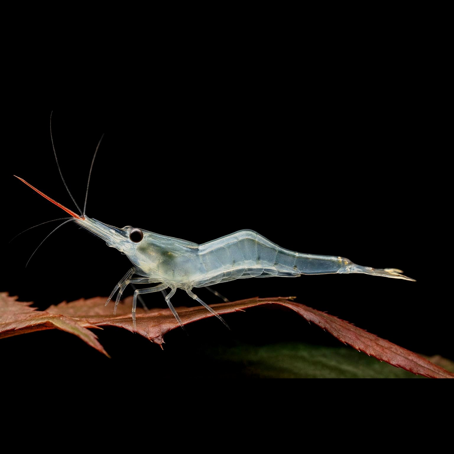 Caridina cf. gracilirostris – Rote Nashorngarnele
