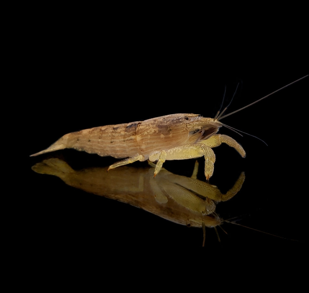 Atyopsis moluccensis