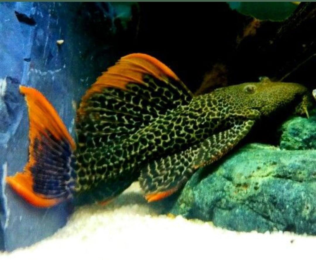 L106 Orinoko Guyanaharnischwels – guyanancistrus guahiborum 🐟🌿 ca. 6-8cm