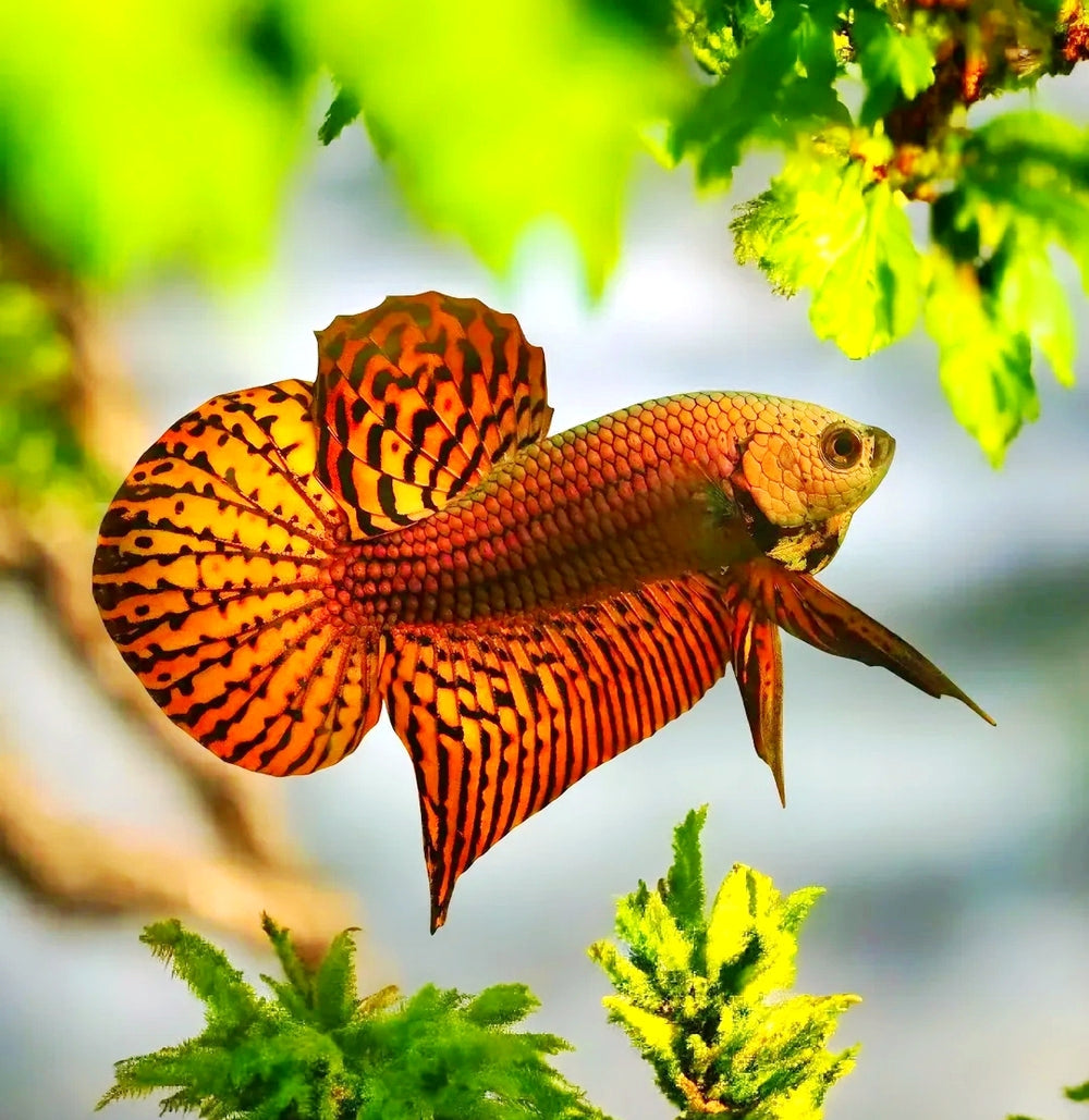 Betta splendens Kampffisch "Alien Red"