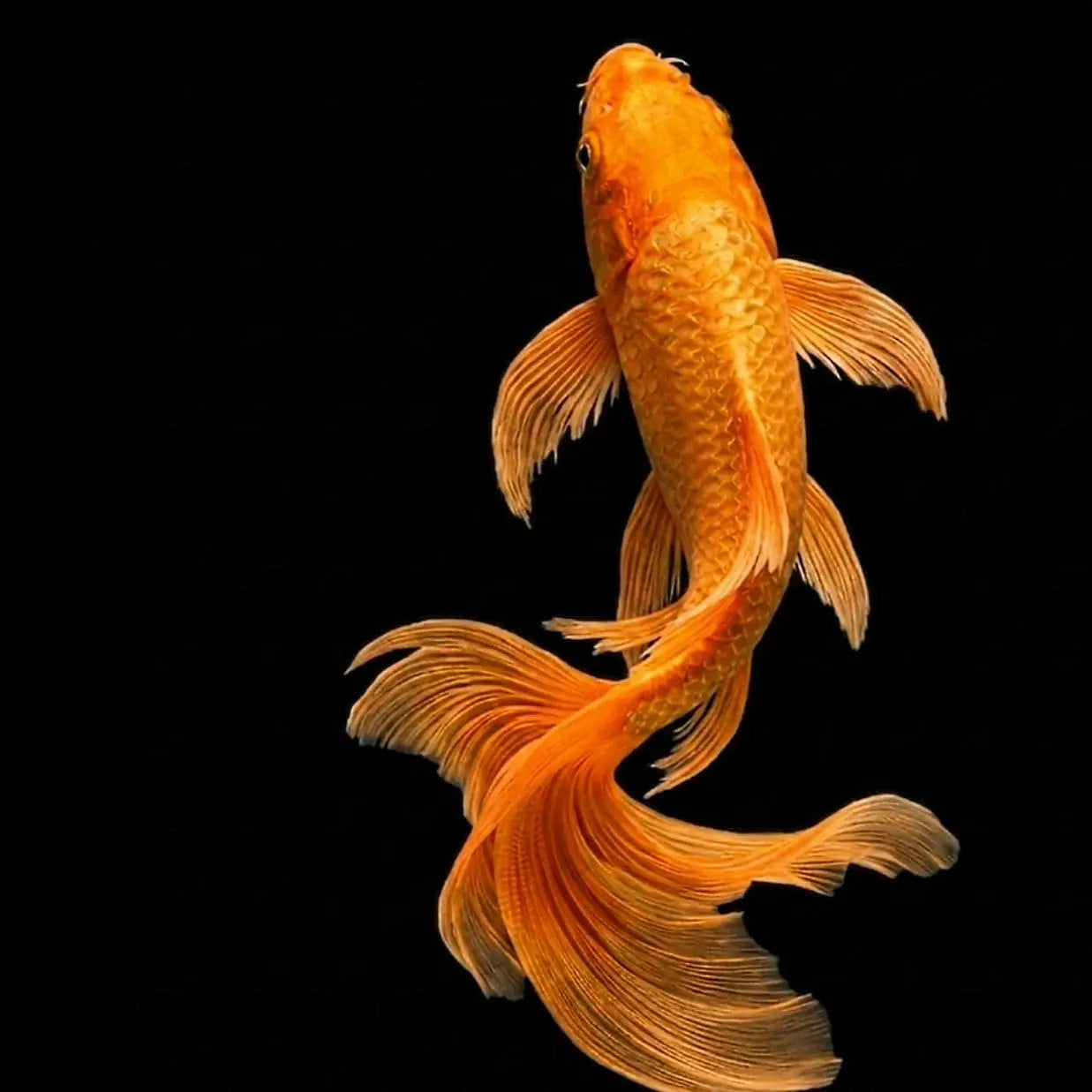 Koi Butterfly Mix - Karpfen - Cyprinus carpio 🤍♥️🧡 AquaTimo