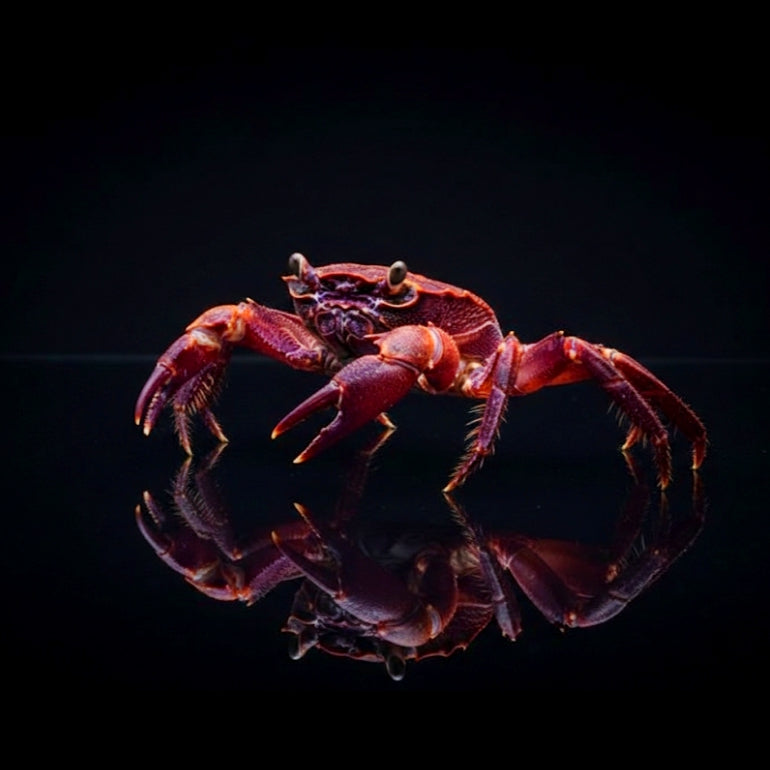 Unterwasserkrabbe „Matano Purple“ (Syntripsa matannensis)