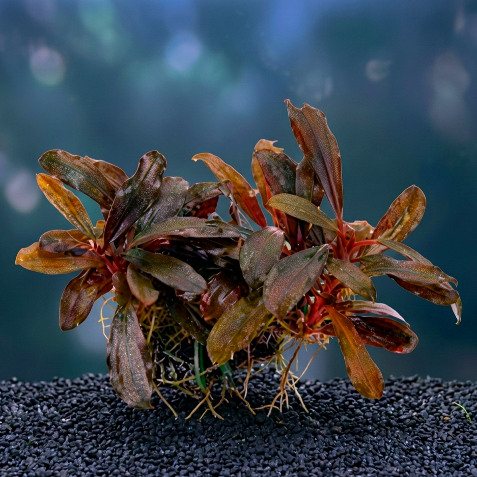 Bucephalandra sp. ´Serimbu Brown´ CUP / Dennerle-Plants