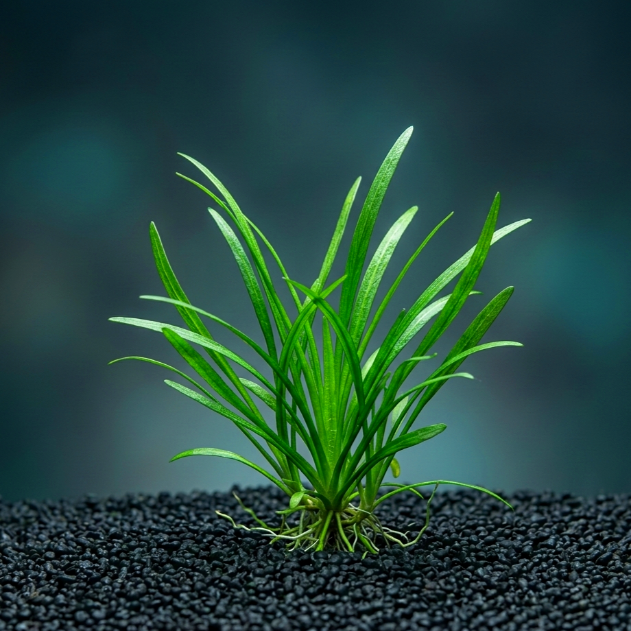 Lilaeopsis brasiliensis / Dennerle-Plants