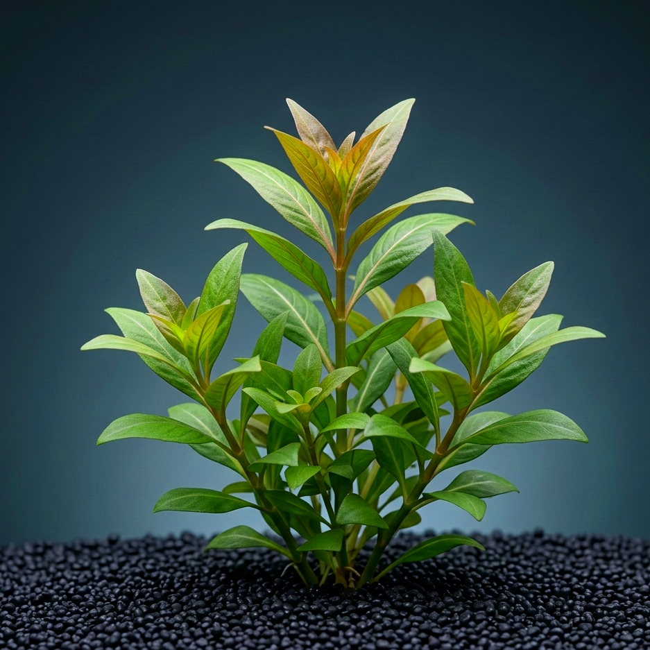 Hygrophila corymbosa 'Compact' / Dennerle-Plants