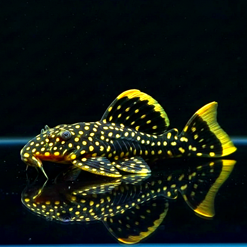 Gelbsaumwels L177 – Baryancistrus xanthellus 'L177' 🟡🐟  ca. 8-12 cm