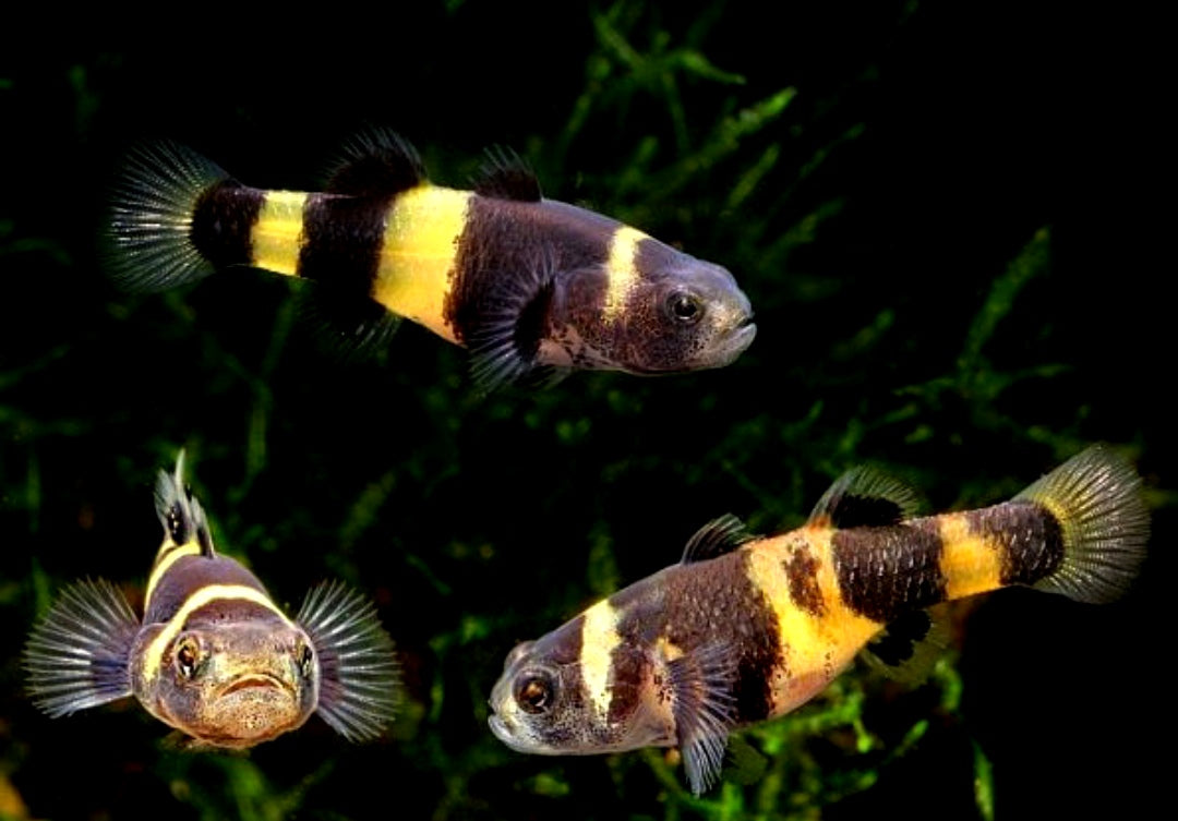 Goldringelgrundel - Brachygobius doriae